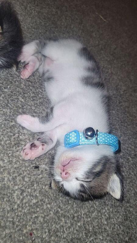 Maine Coon kittens for sale in Cranfield, Bedfordshire – 6 weeks old