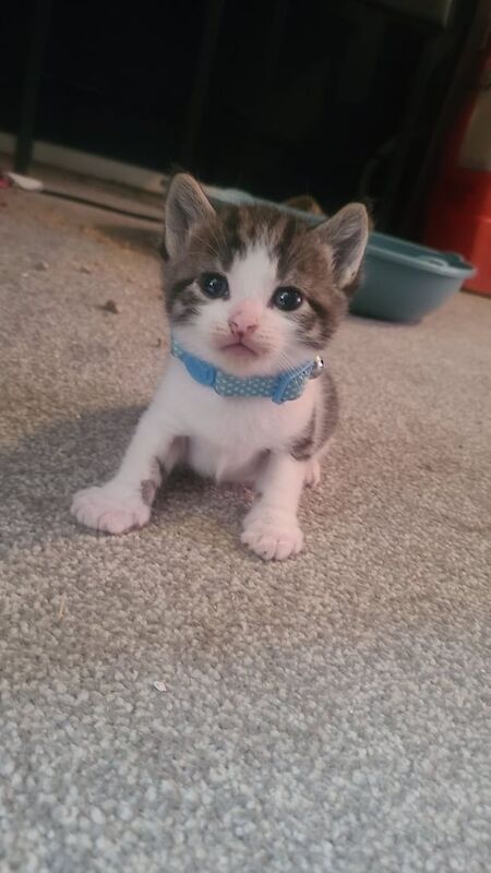 Maine Coon kittens for sale in Cranfield, Bedfordshire – 6 weeks old - Image 2 of 3