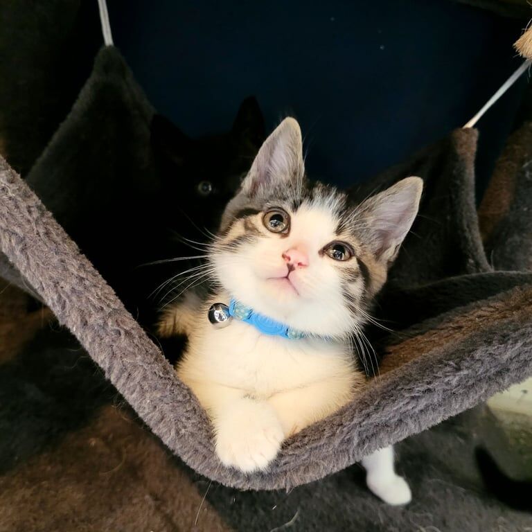 Maine Coon kittens for sale in Cranfield, Bedfordshire – 6 weeks old - Image 3 of 3