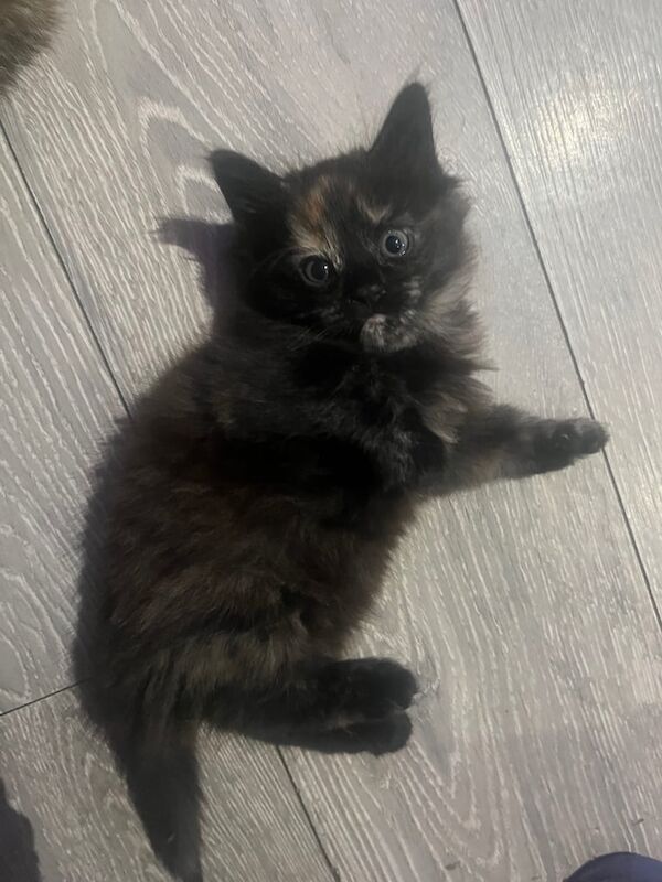 Maine Coon kittens for sale in Oxford, Oxfordshire – 7 weeks old