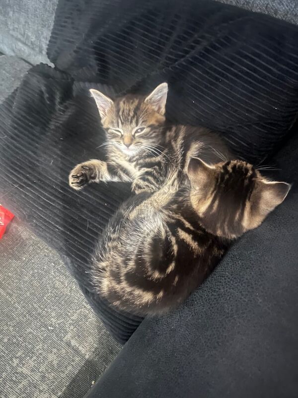 Maine Coon kittens for sale in Oxford, Oxfordshire – 7 weeks old - Image 2 of 3