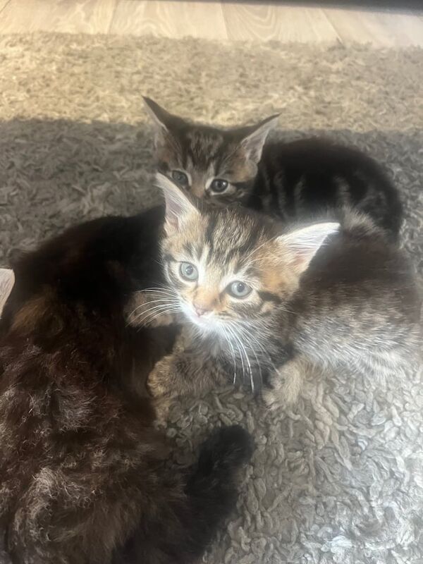 Maine Coon kittens for sale in Oxford, Oxfordshire – 7 weeks old - Image 3 of 3