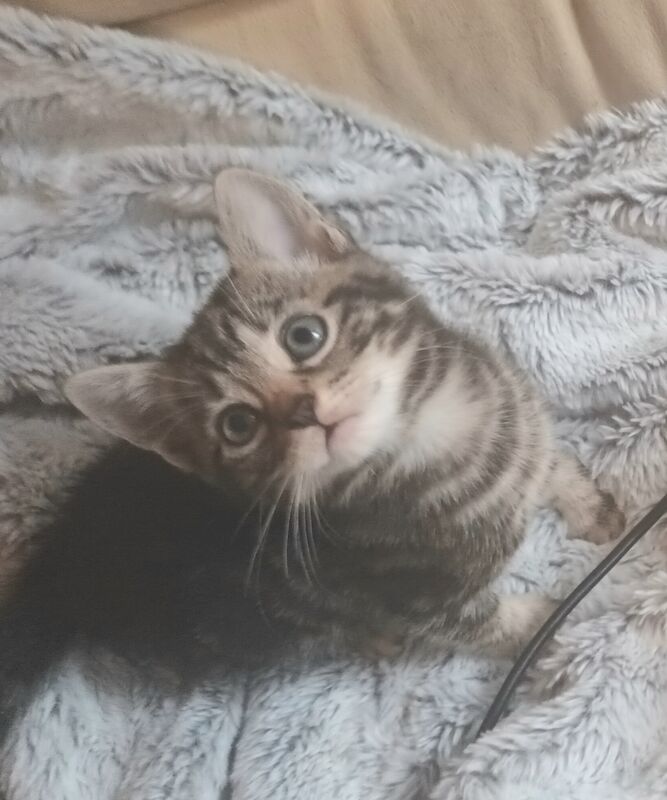 Tabby Kittens for sale in Stevenage, Hertfordshire