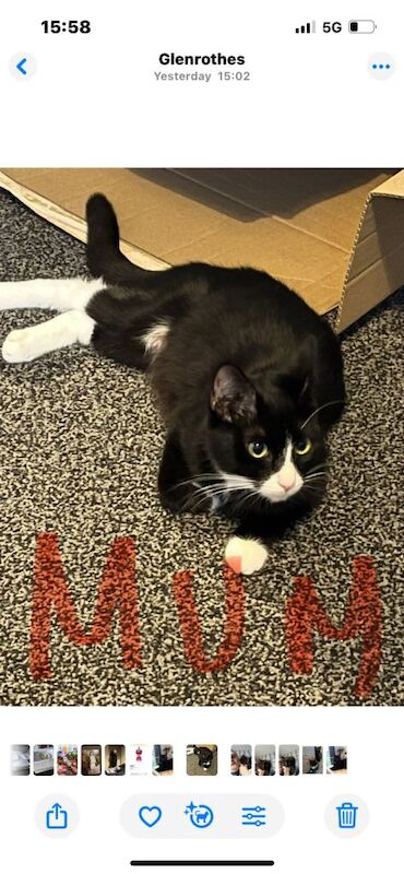 Maine Coon kittens for sale in Glenrothes, Fife – 7 weeks old