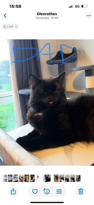 Maine Coon kittens for sale in Glenrothes, Fife – 7 weeks old - Image 2 of 6