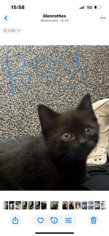 Maine Coon kittens for sale in Glenrothes, Fife – 7 weeks old - Image 3 of 6