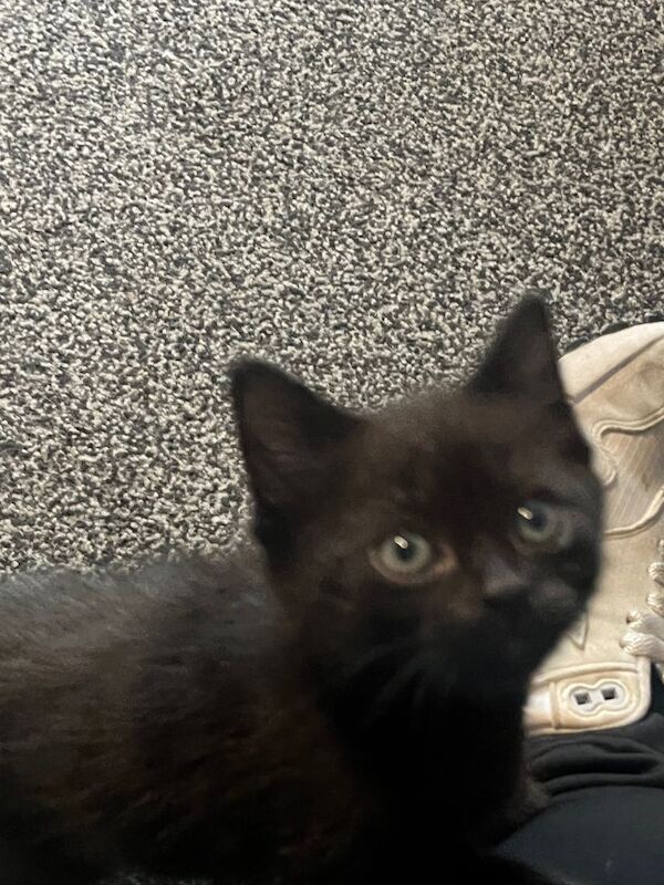 Maine Coon kittens for sale in Glenrothes, Fife – 7 weeks old - Image 5 of 6