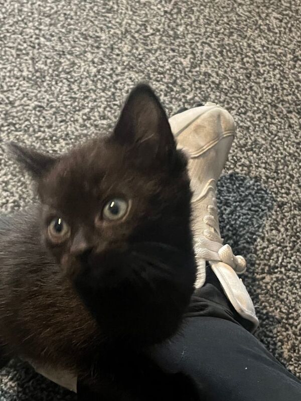 Maine Coon kittens for sale in Glenrothes, Fife – 7 weeks old - Image 6 of 6
