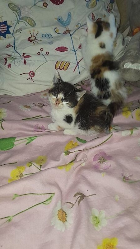 Kittens - Image 2 of 6
