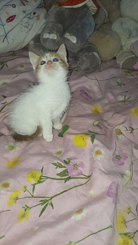 Kittens - Image 3 of 6