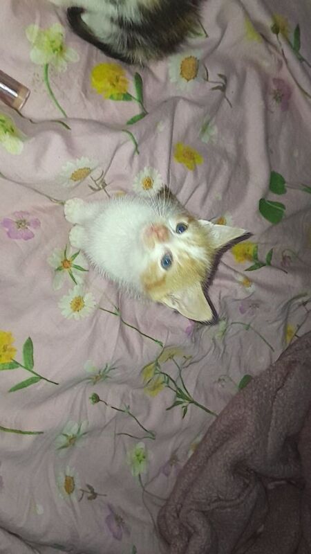 Kittens - Image 4 of 6