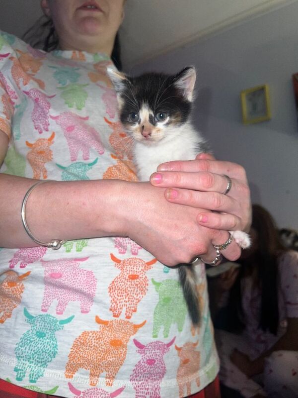 Kittens - Image 5 of 6