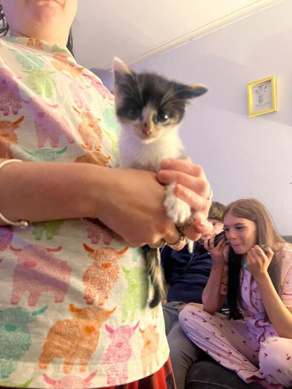 Kittens - Image 6 of 6