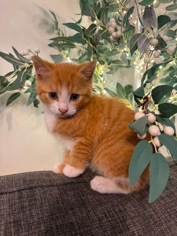 Kittens