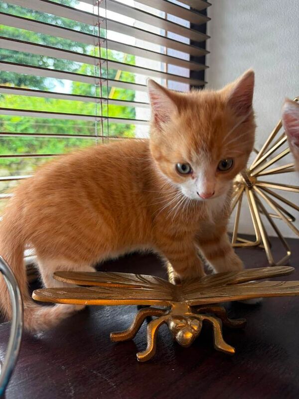 Kittens - Image 2 of 4