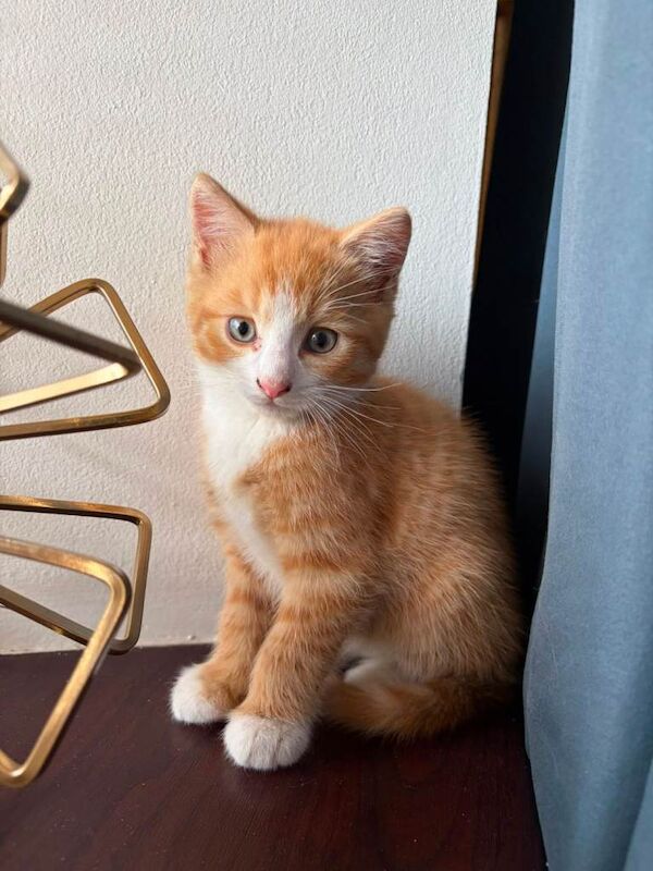 Kittens - Image 3 of 4
