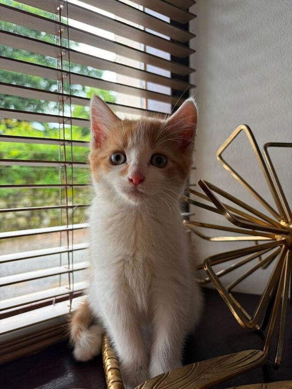 Kittens - Image 4 of 4
