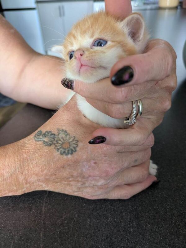 Kittens
