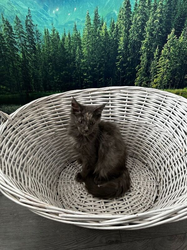 Kittens