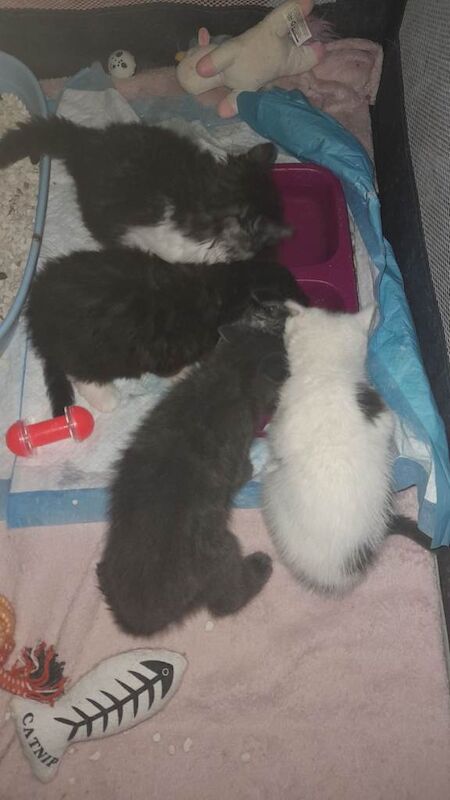 Kittens 8 weeks ready for new homes