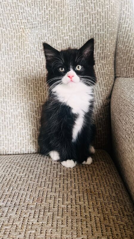 Maine Coon kittens for sale in Southampton, Hampshire – 9 weeks old