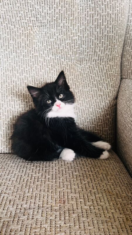 Maine Coon kittens for sale in Southampton, Hampshire – 9 weeks old - Image 2 of 3