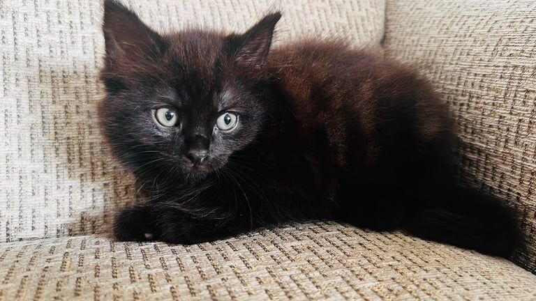 Maine Coon kittens for sale in Southampton, Hampshire – 9 weeks old - Image 3 of 3