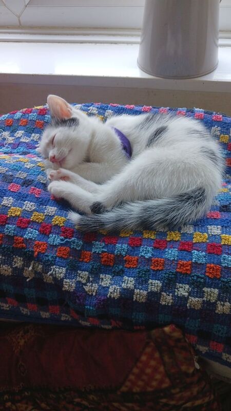 Maine Coon kittens for sale in Warmley, Gloucestershire – 8 weeks old