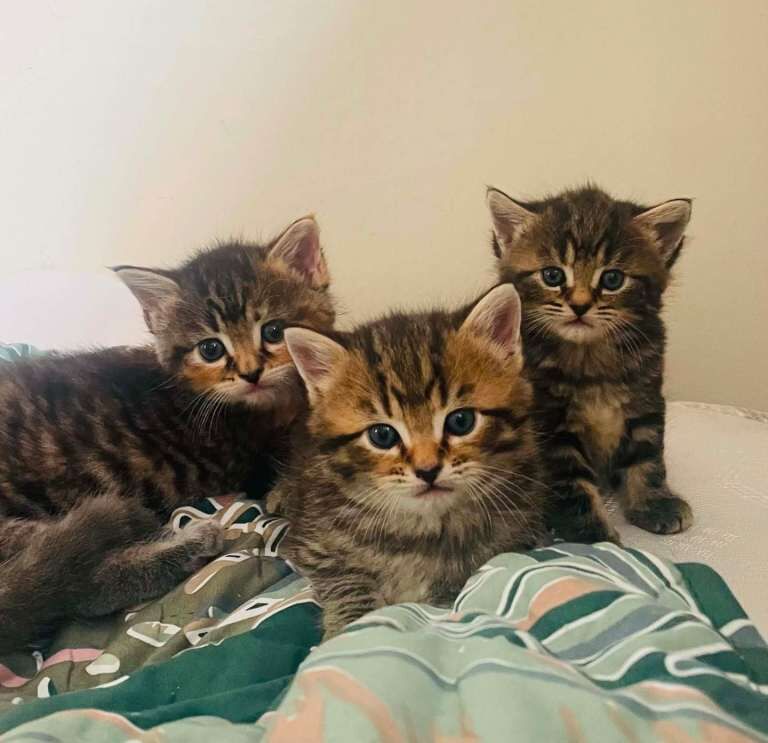 Kittens cross maine coon