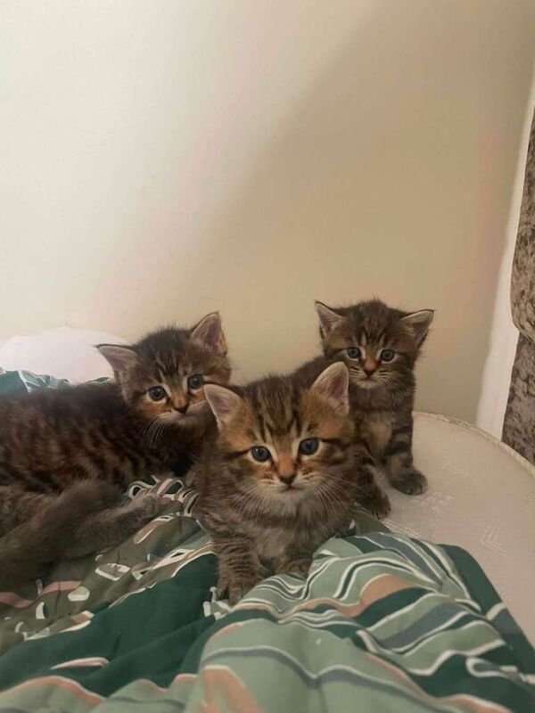 Kittens cross maine coon - Image 2 of 3