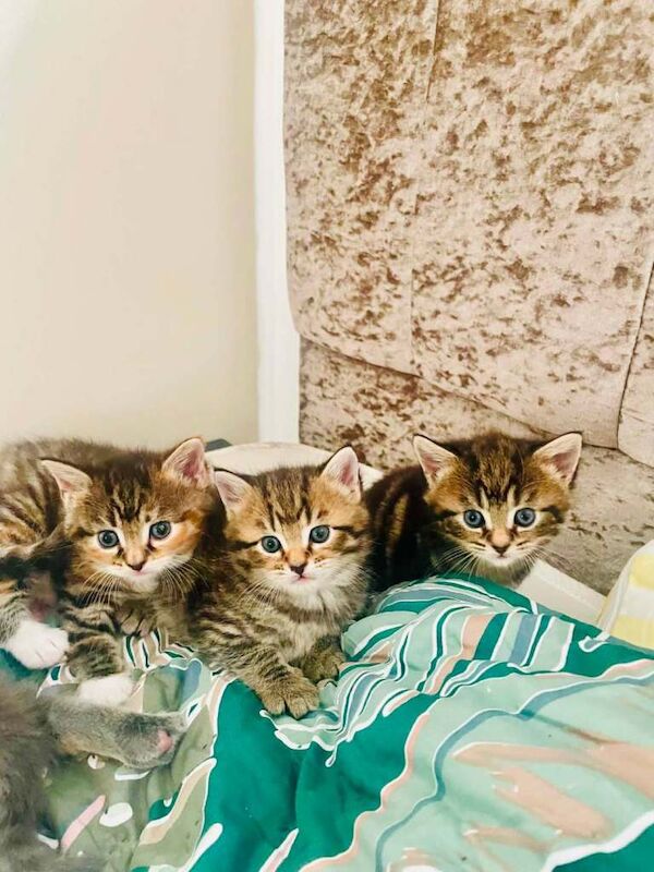 Kittens cross maine coon - Image 3 of 3
