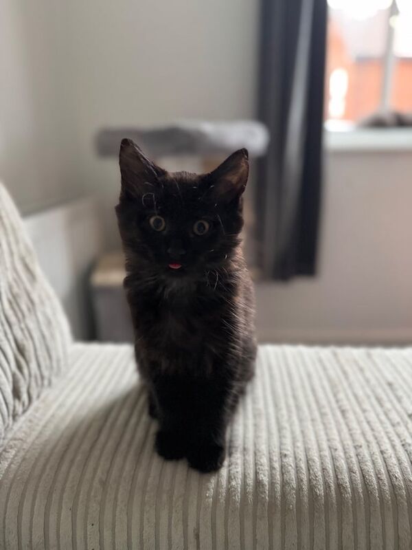 Kittens for sale in Bristol