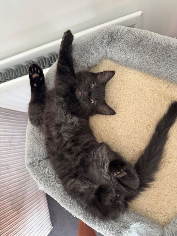 Kittens for sale in Bristol | Image 2