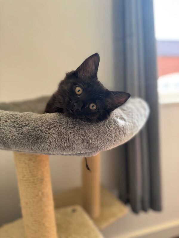 Kittens for sale in Bristol | Image 3