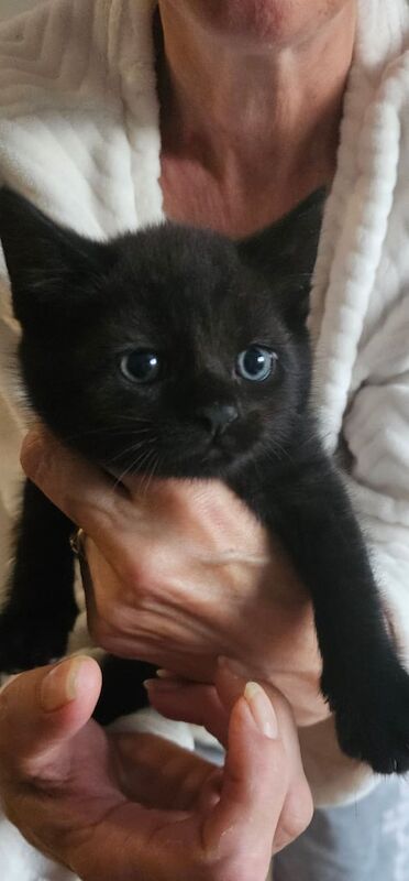 Maine Coon kittens for sale in Bradley Stoke, Gloucestershire – 7 weeks old