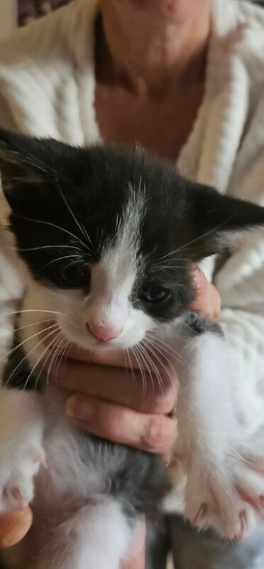Maine Coon kittens for sale in Bradley Stoke, Gloucestershire – 7 weeks old - Image 2 of 3