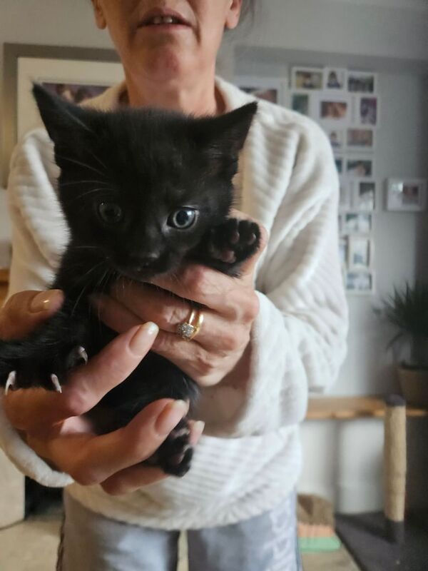 Maine Coon kittens for sale in Bradley Stoke, Gloucestershire – 7 weeks old - Image 3 of 3