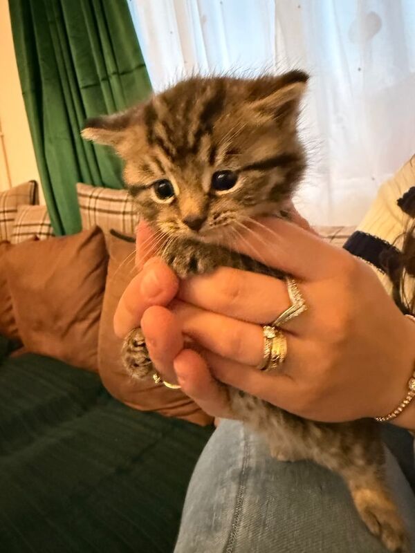 Maine Coon kittens for sale in Weston-super-Mare, Somerset – 5 weeks old