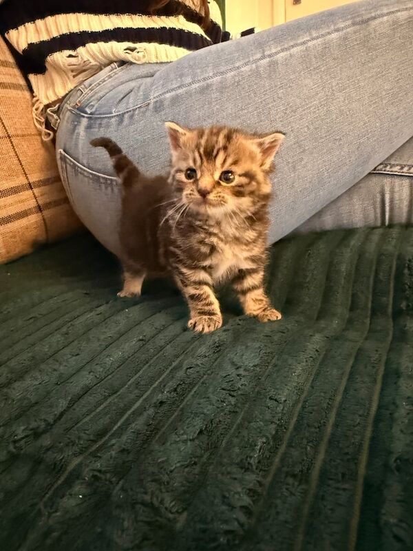 Maine Coon kittens for sale in Weston-super-Mare, Somerset – 5 weeks old - Image 4 of 4