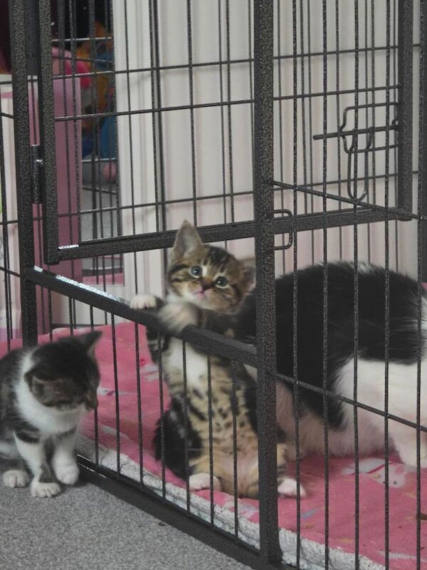 Maine Coon kittens for sale in Wokingham, Berkshire – 5 weeks old