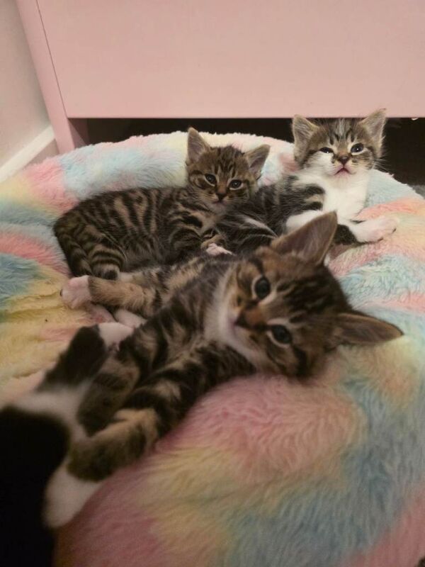 Maine Coon kittens for sale in Wokingham, Berkshire – 4 months old - Image 2 of 4