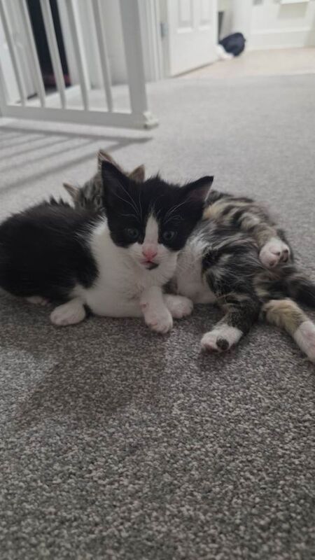 Maine Coon kittens for sale in Wokingham, Berkshire – 4 months old - Image 3 of 4