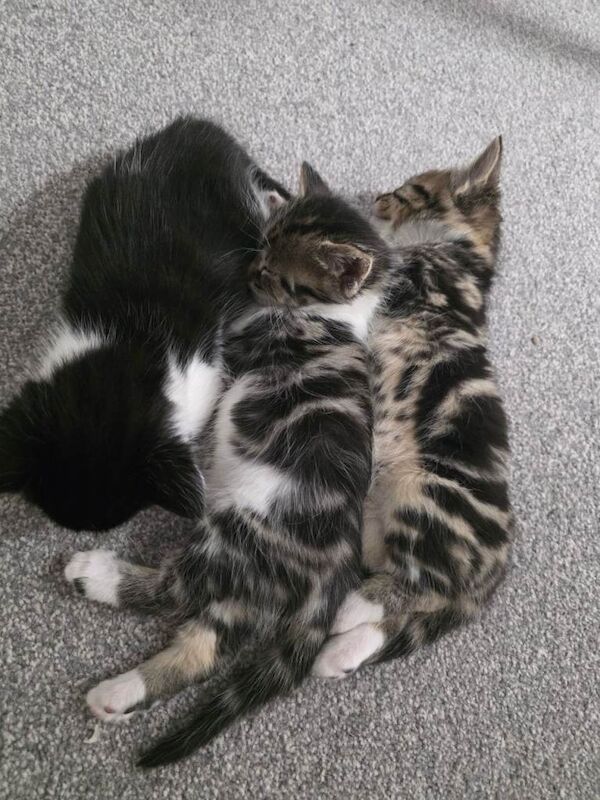 Maine Coon kittens for sale in Wokingham, Berkshire – 4 months old - Image 4 of 4