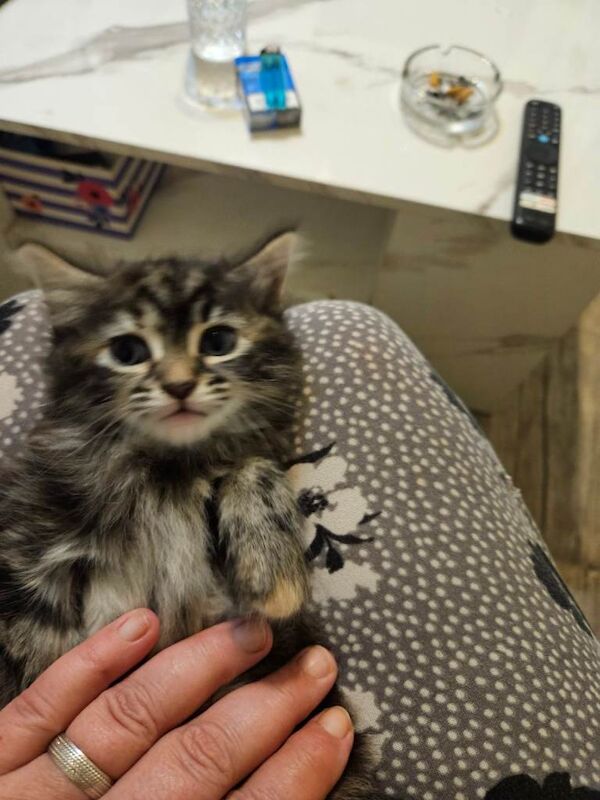 Maine Coon Kittens For Sale