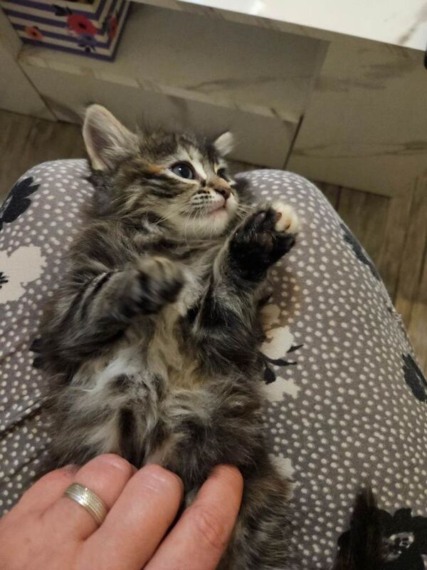 Kittens for sale - Image 2 of 5