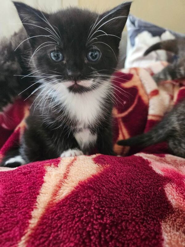 Kittens for sale - Image 3 of 5