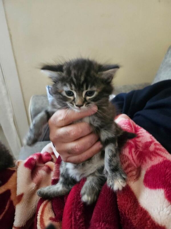 Kittens for sale - Image 4 of 5