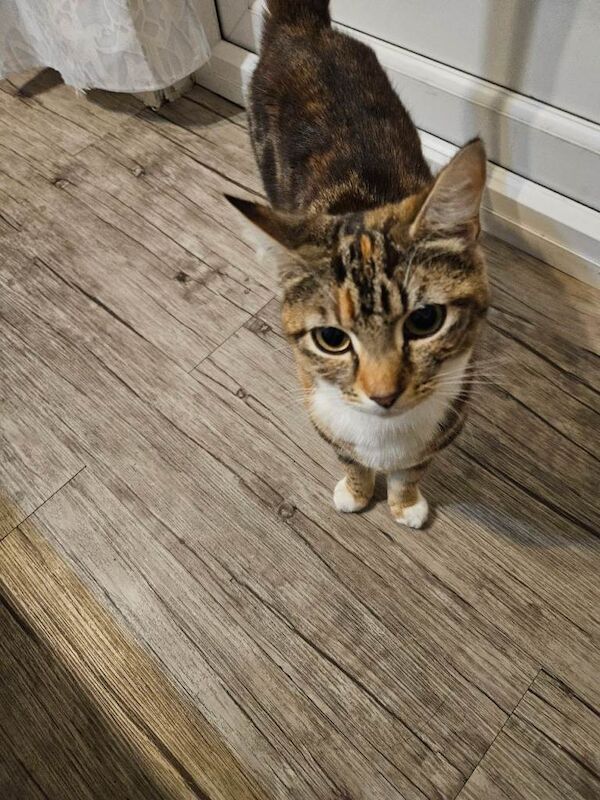 Kittens for sale - Image 5 of 5