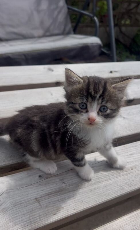 Maine Coon Kittens For Sale