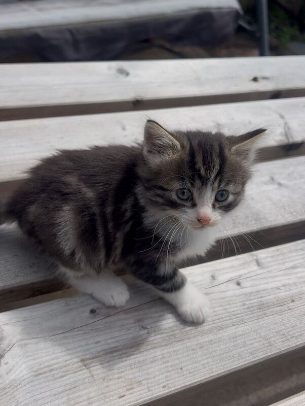 Kittens for sale - Image 2 of 4